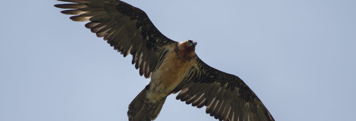 Bartgeier im Flug.